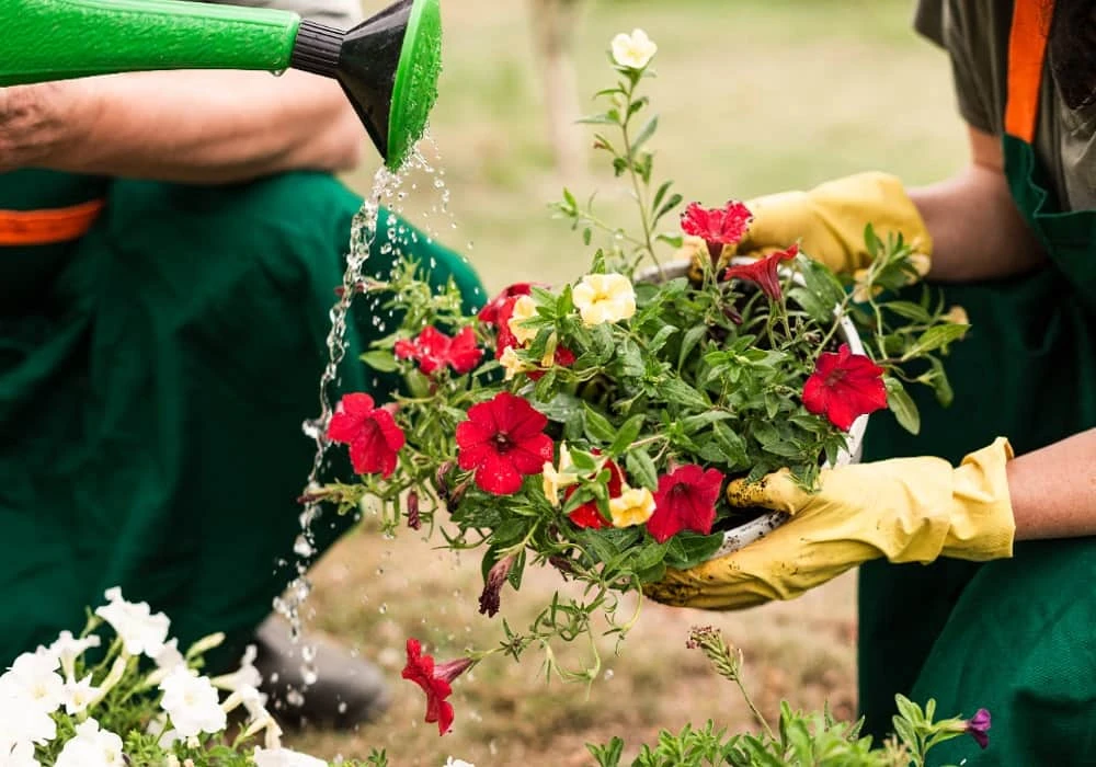 Budget Friendly Flower Gardening Ideas in Jaipur for Small Spaces