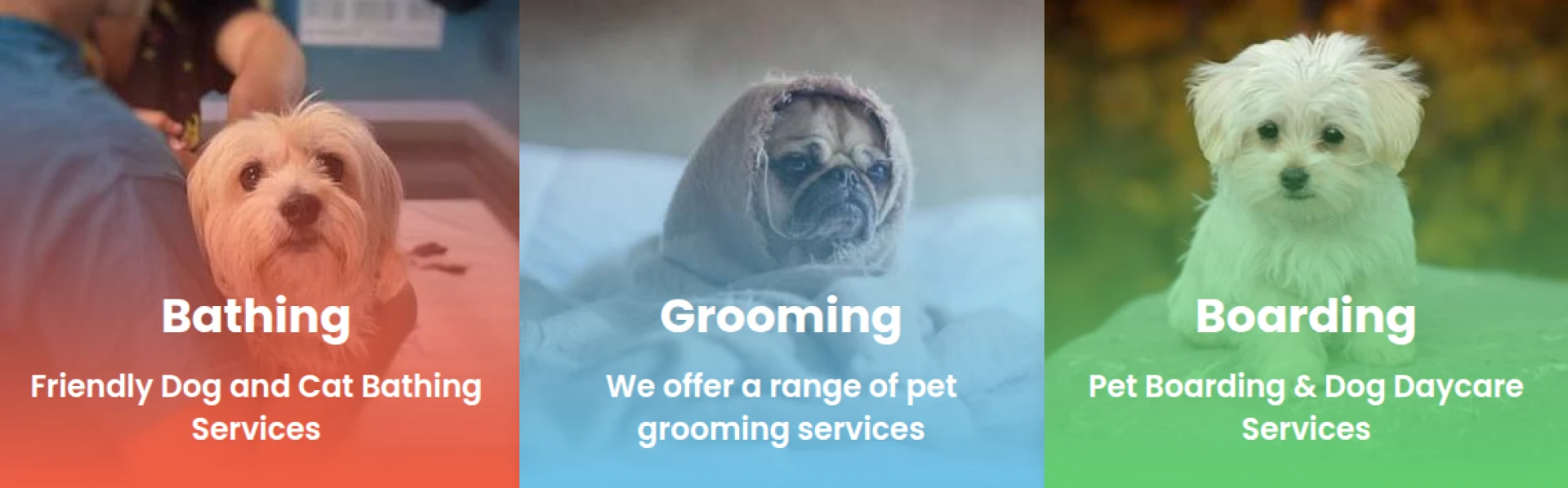 Brooklyn Doggie Daycare That Feels Like a Second Home