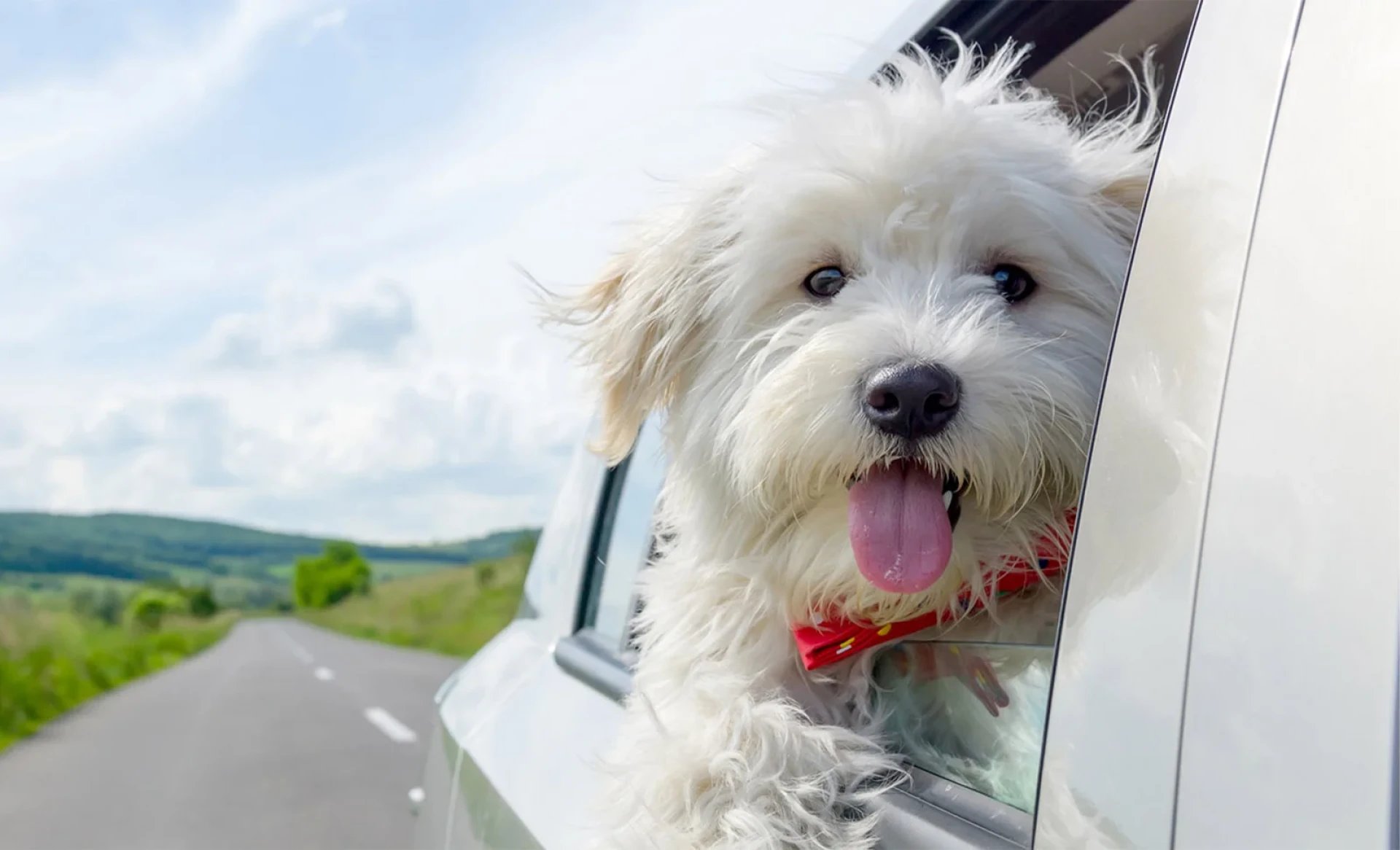 Experience the Ultimate Pet-Friendly Jungle Retreat at Jim Corbett