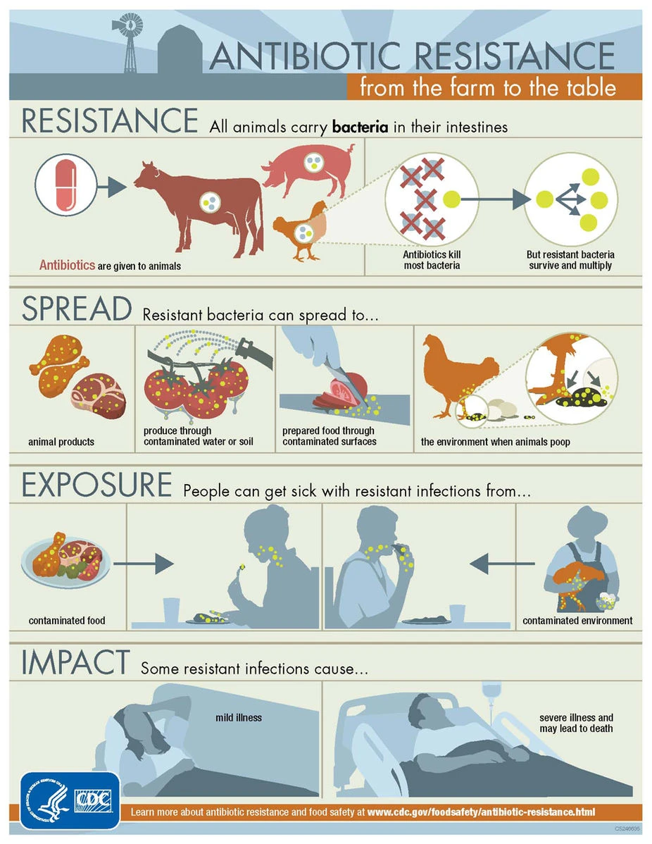 The Benefits of a Vegan Diet: A Healthier, More Sustainable Choice