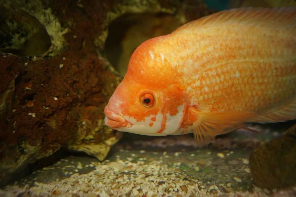Peacock Cichlids: The Colorful Kings of African Freshwater Aquariums