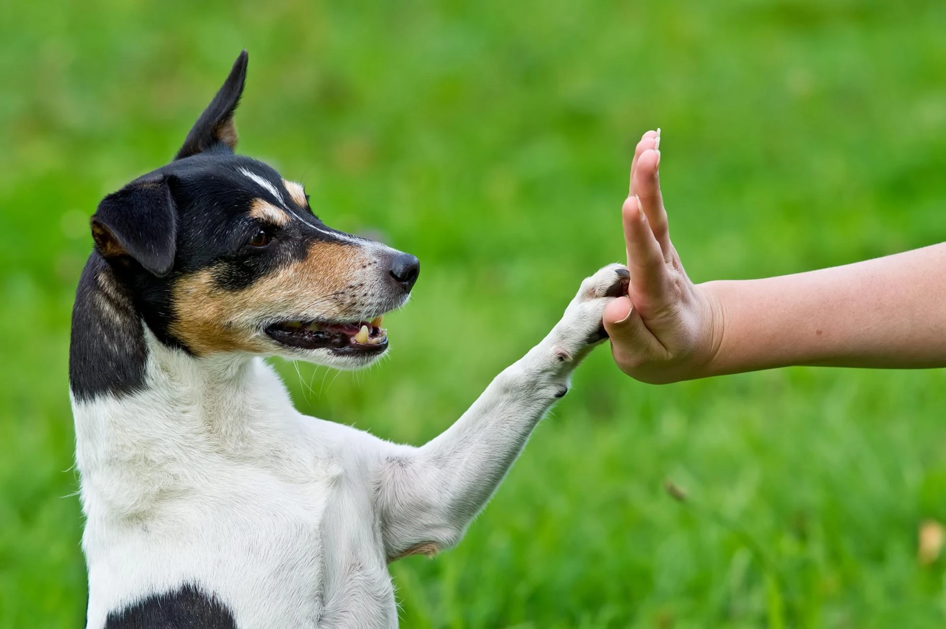 How Does Dog Training Help Prevent Behavior Issues Before They Start?