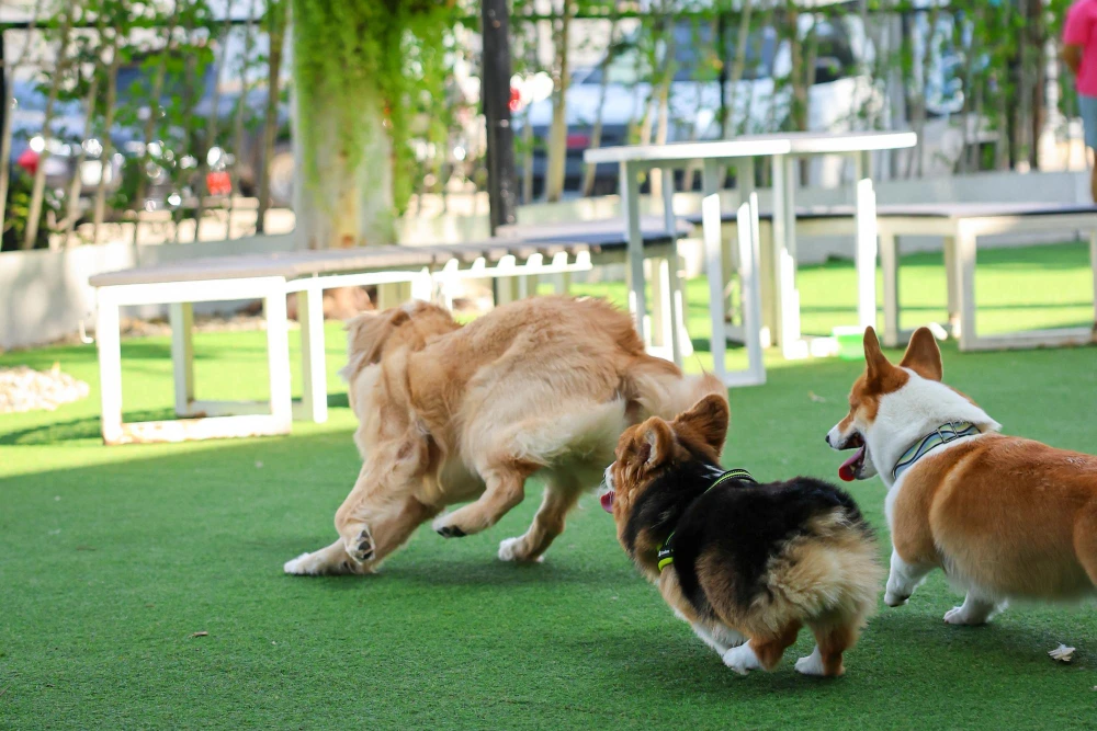 Pet-Friendly Synthetic Turf in Houston, TX: Creating a Safe Space for Dogs and Cats