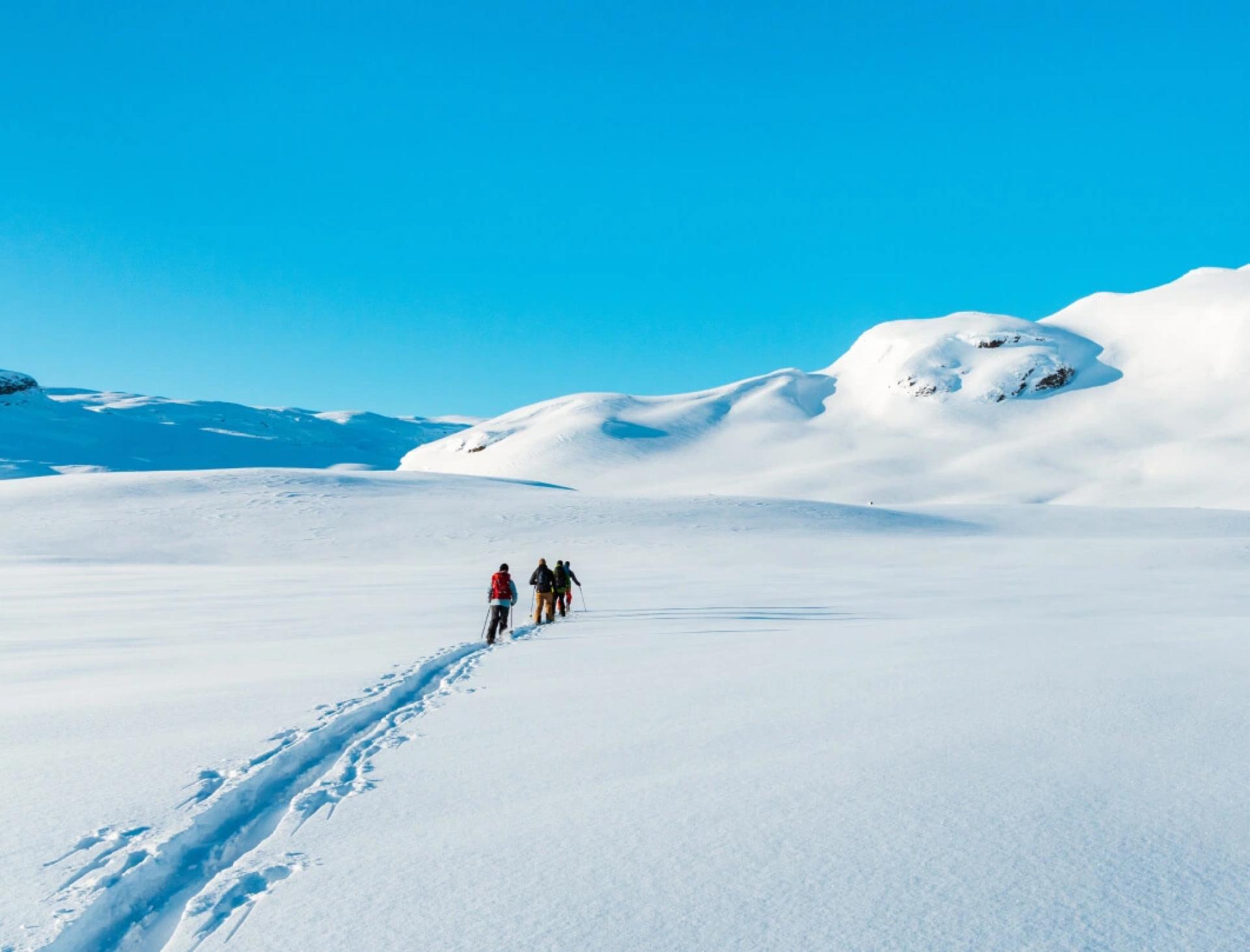 Explore the Wild: Immersive Jungle Hiking Experiences with NKM Travels