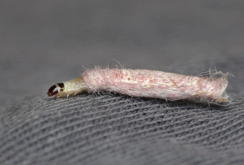 How to Get Rid of Carpet Moths Permanently in Your Cardiff Home
