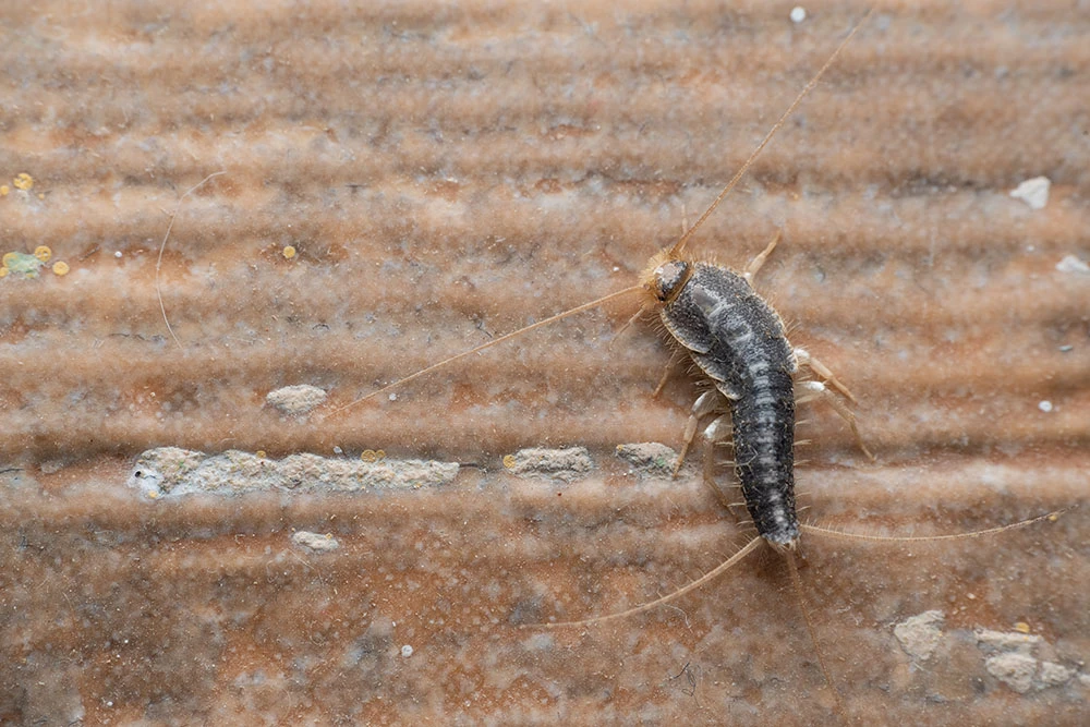 Eco-Friendly Pest Control: The Future of Property Management in Bath
