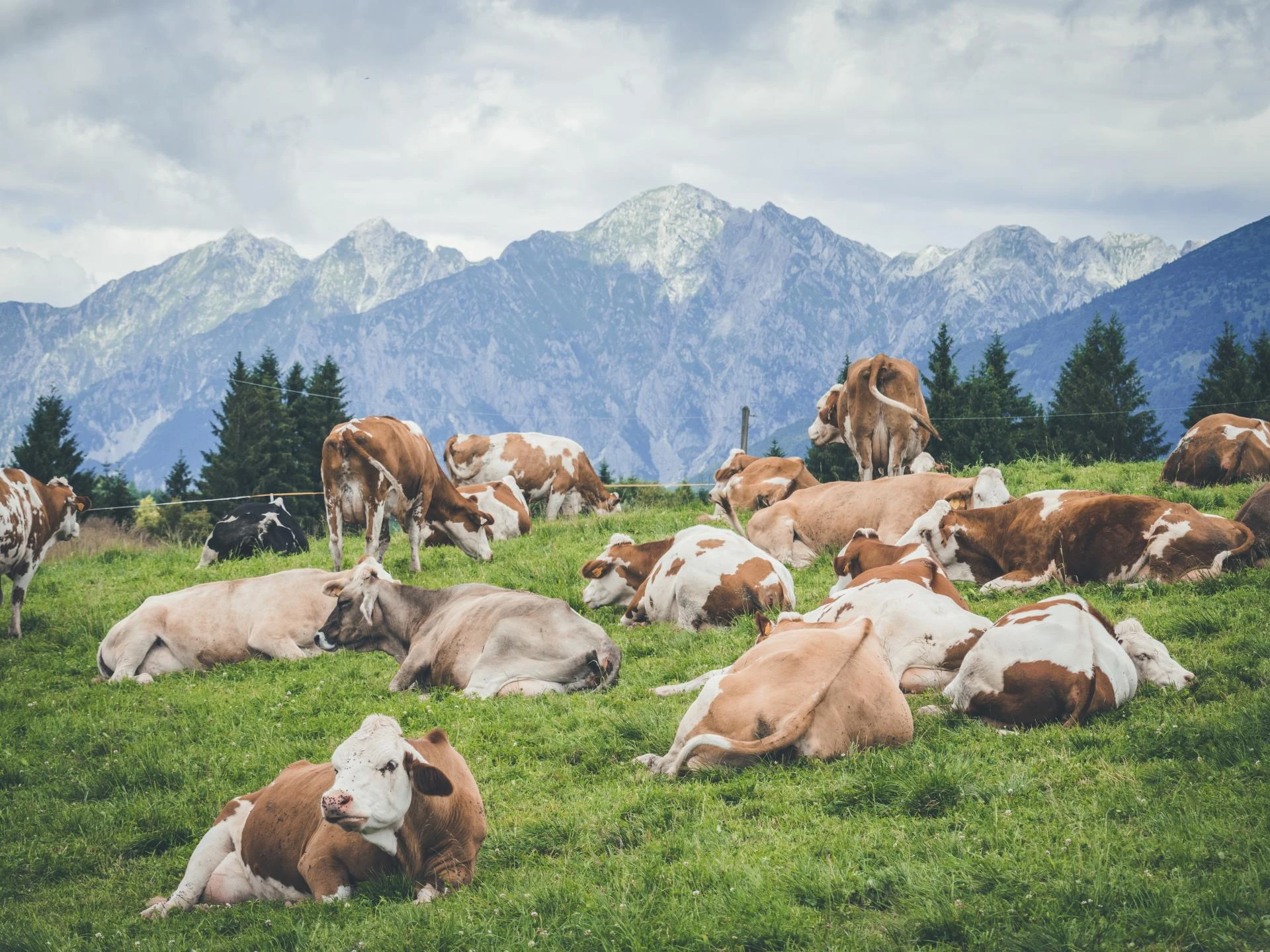 How Glucosamine Sulfate Supports Long-Term Joint Wellness in Livestock