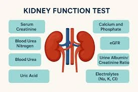 Draft: 5.	Kidney Function Test: Understanding Its Role in Monitoring Kidney HealthMy Post Title