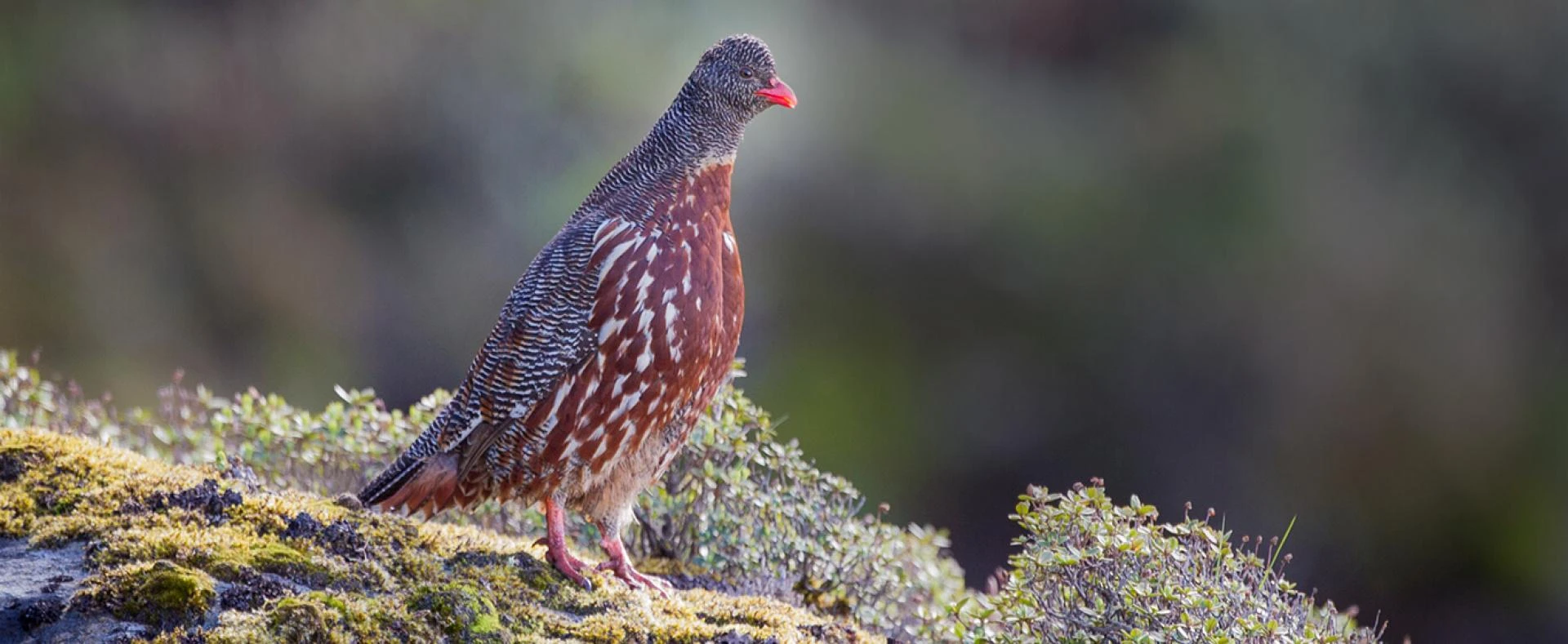 Bird Watching in Andaman: Witness India’s Exotic Bird Diversity