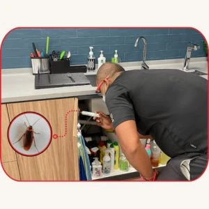 Fly Exterminator Near Me: Effective Fly Control Solutions for Homes and Businesses
