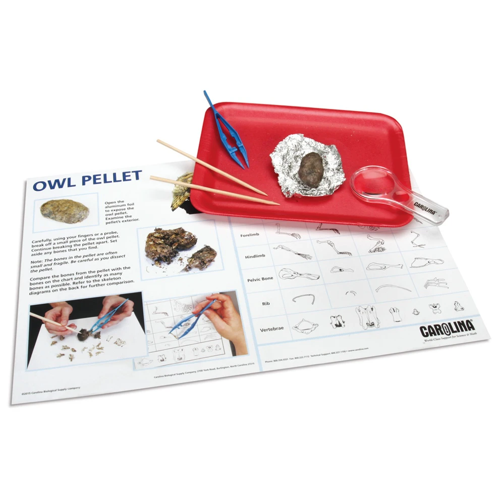Encouraging Scientific Reasoning Through Owl Pellet Investigations