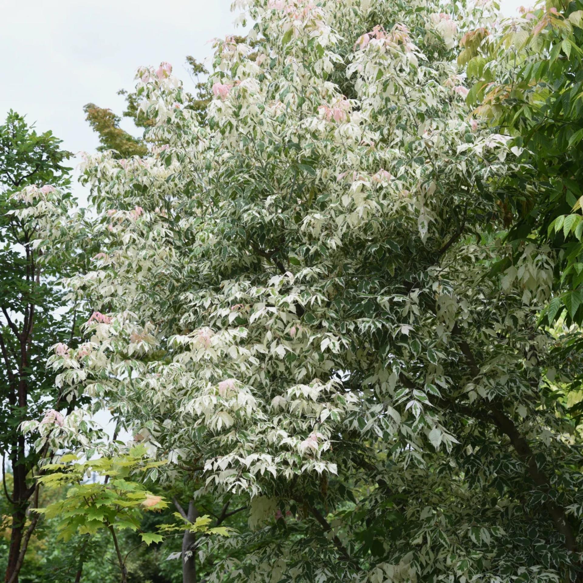 Native Trees That Quietly Change a Landscape