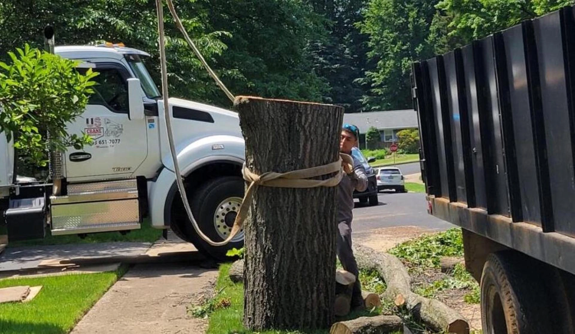 How Certified Tree Services Protect Your Home