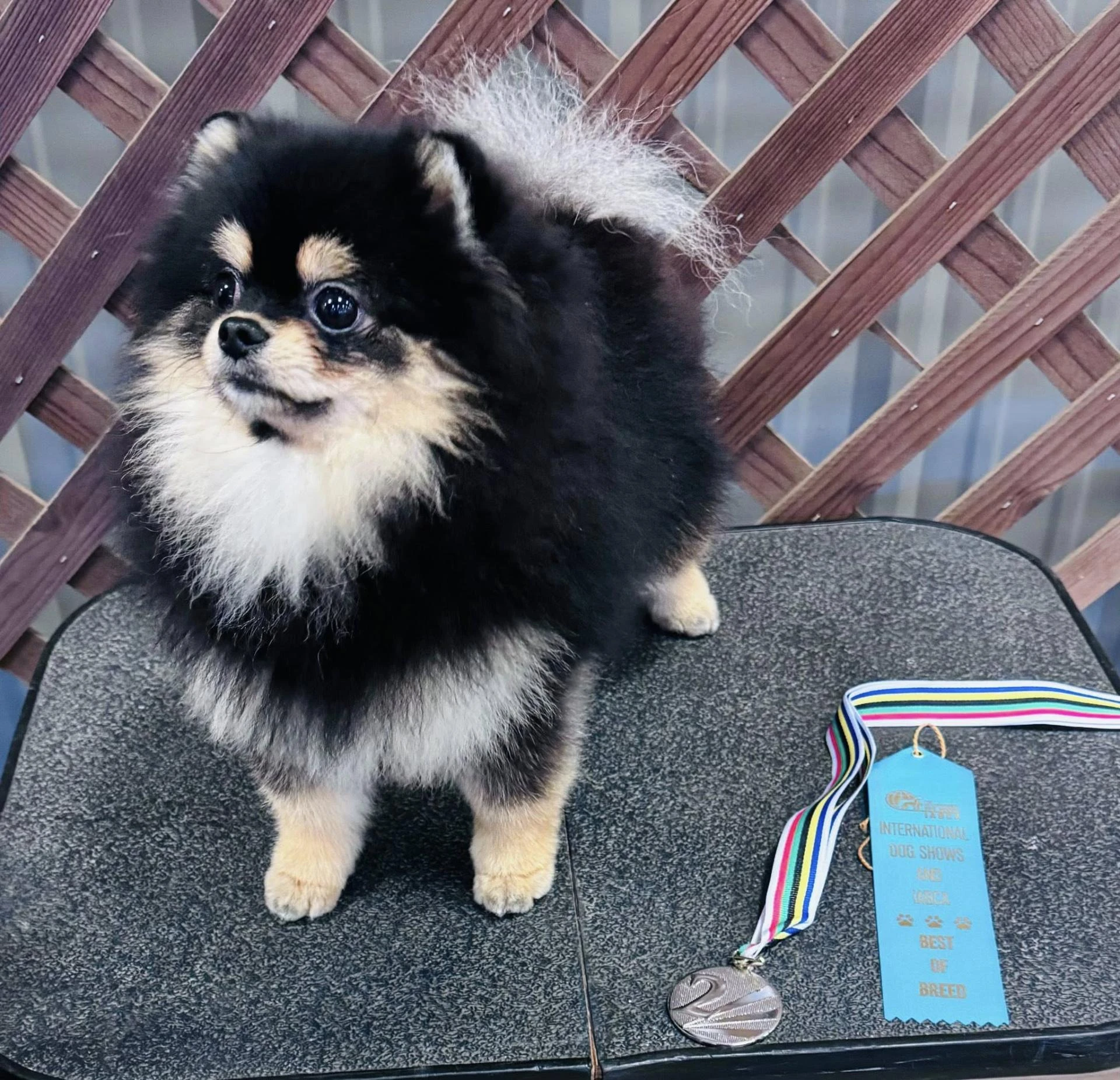 Pomeranian Breeders In Washington State: Regulations And Best Practices
