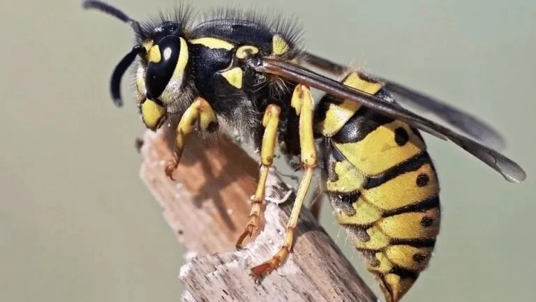 Comprehensive Wasp Removal and Pest Control Solutions for Safer Homes, Outdoor Areas, and Businesses