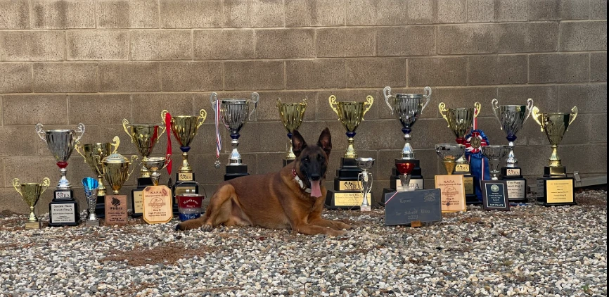 Expert Guide to Protection Dogs for Sale in Texas