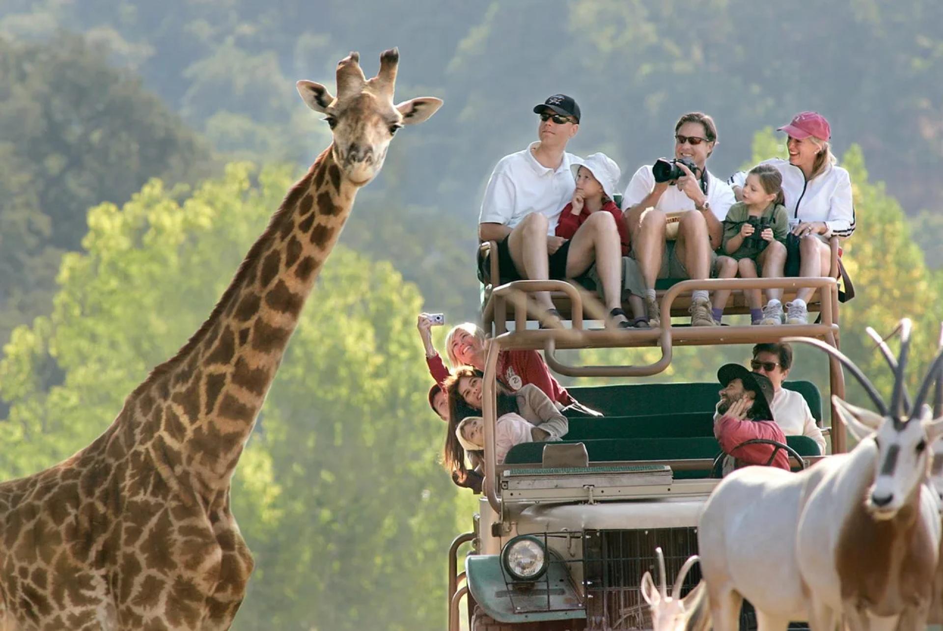 Family-Friendly Safari Tours in Tanzania by Heart of Serengeti ATS