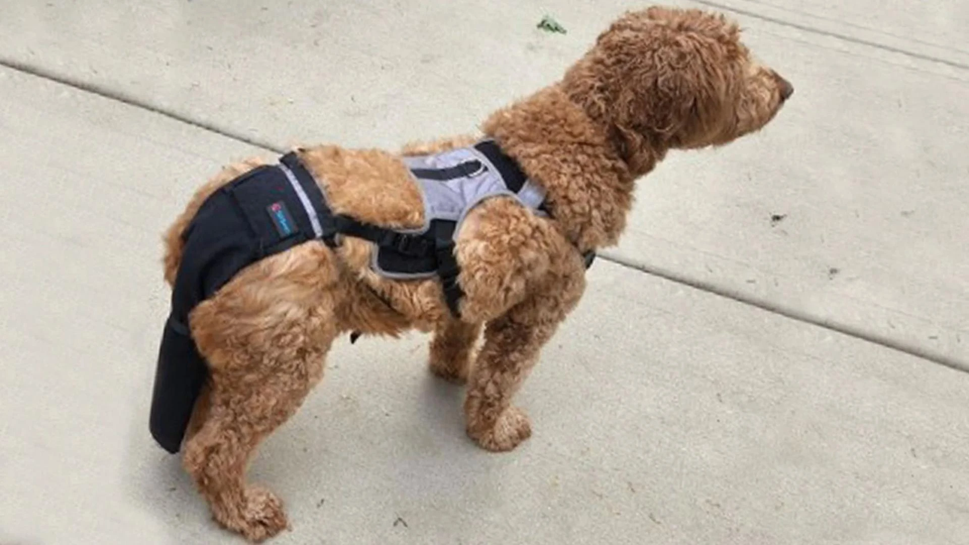 How Do I Choose the Right Tail Protector for My Dog?