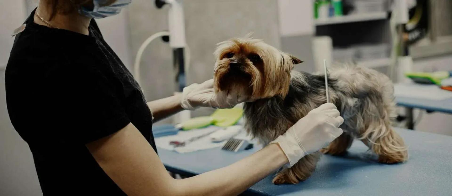 How Regular Check-ups Help Keep Your Pet Healthy?