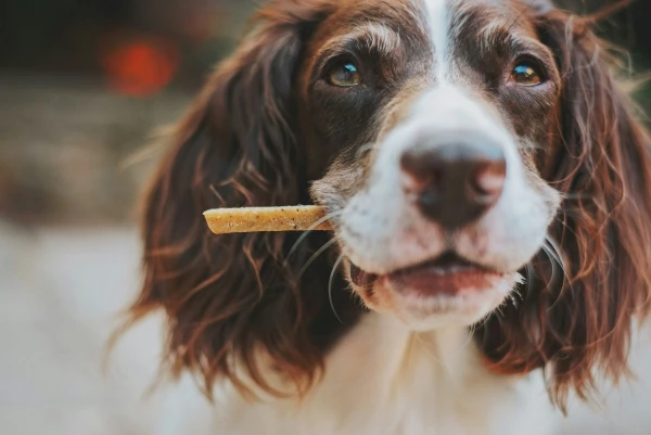 Royal Canin Dog Food Is a Great Choice for Your Pet