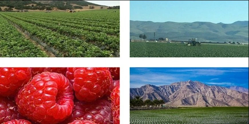 Agricultural and Vineyard Tax CPA Expert Santa Barbara: Your Trusted Partner for Smarter Farm & Winery Finances
