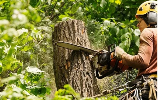 Trusted Licensed Tree Cutting and Removal in Gap PA