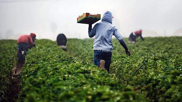 Do You Need Agricultural Labor Management Services?