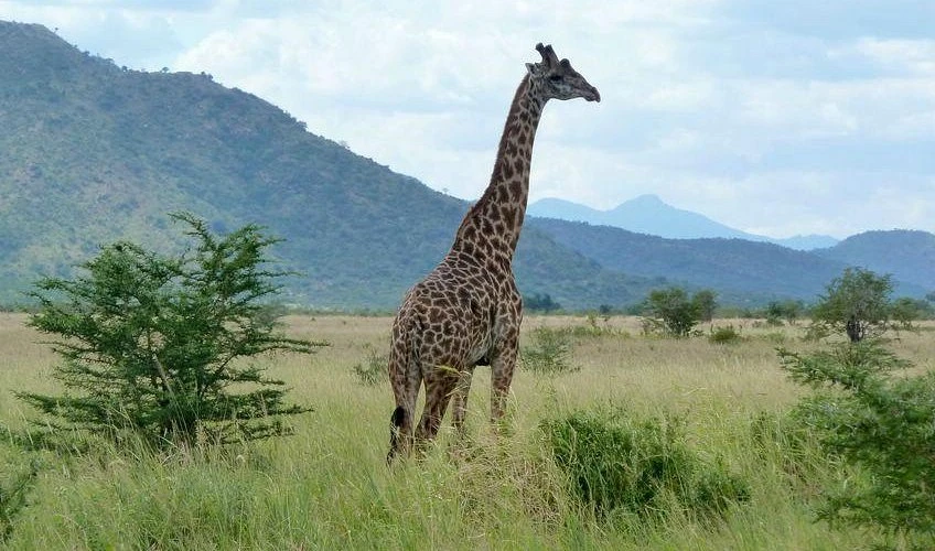 What Can You Expect on a Safari to Namiri Plains Serengeti?