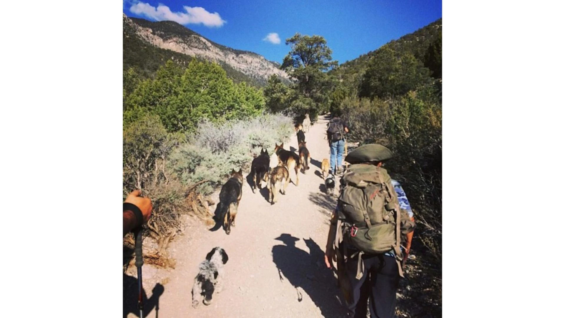 Is Your Dog Bored? Should You Try Dog Hiking Services in Las Vegas?