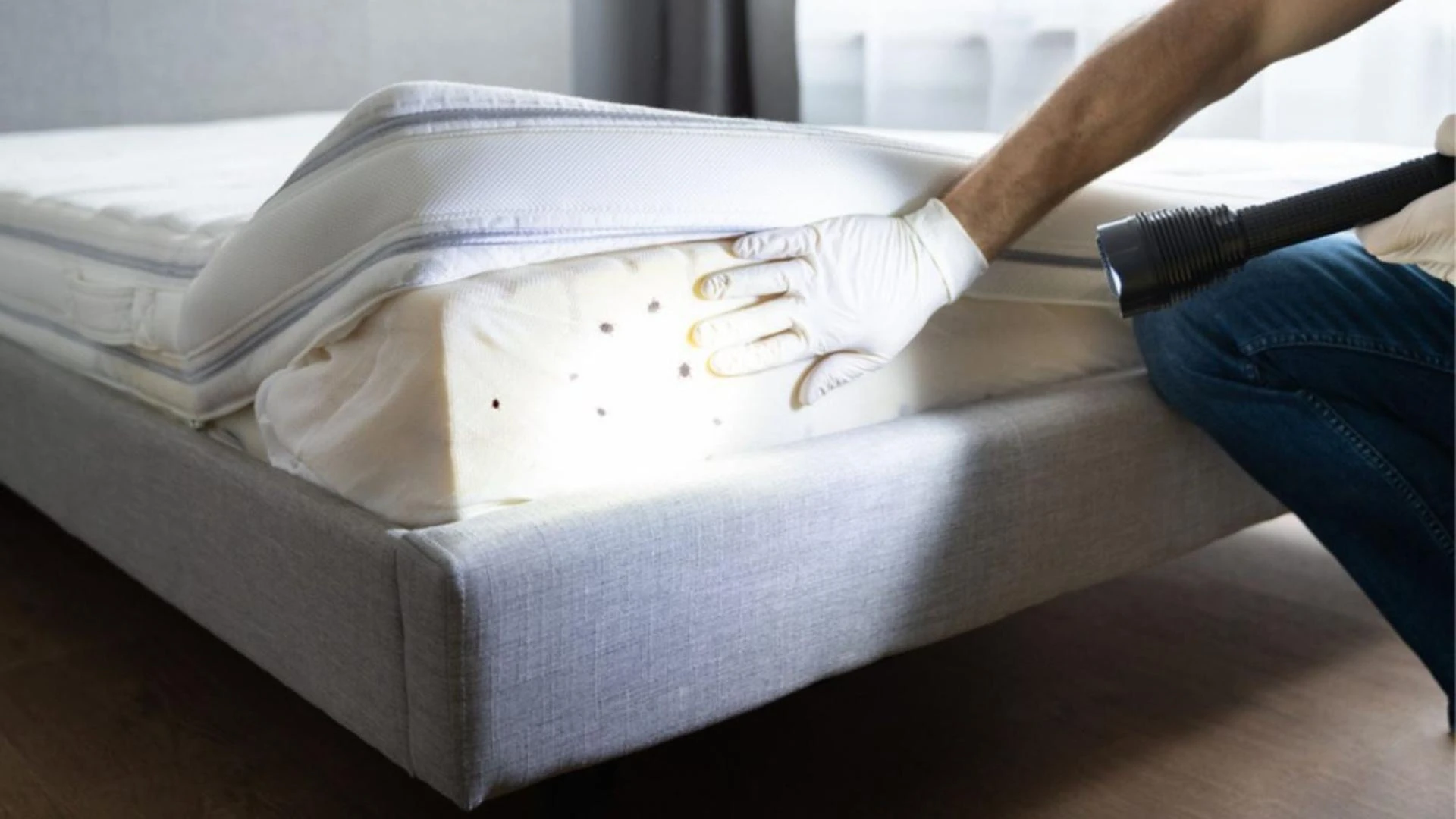 Need Bed Bug Control Services in Philadelphia? Spot the Signs Early!