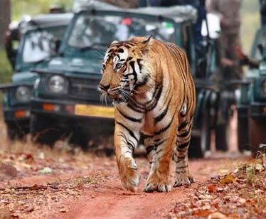 Bandhavgarh National Park – A Premier Tiger Reserve in Central India