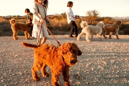 How a Bay Area Doodle Breeder Helps With Pricing and Guarantees