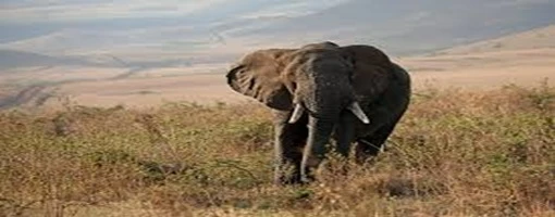 Don’t Miss the Great Migration: Best Time for Tanzania Safari Tours