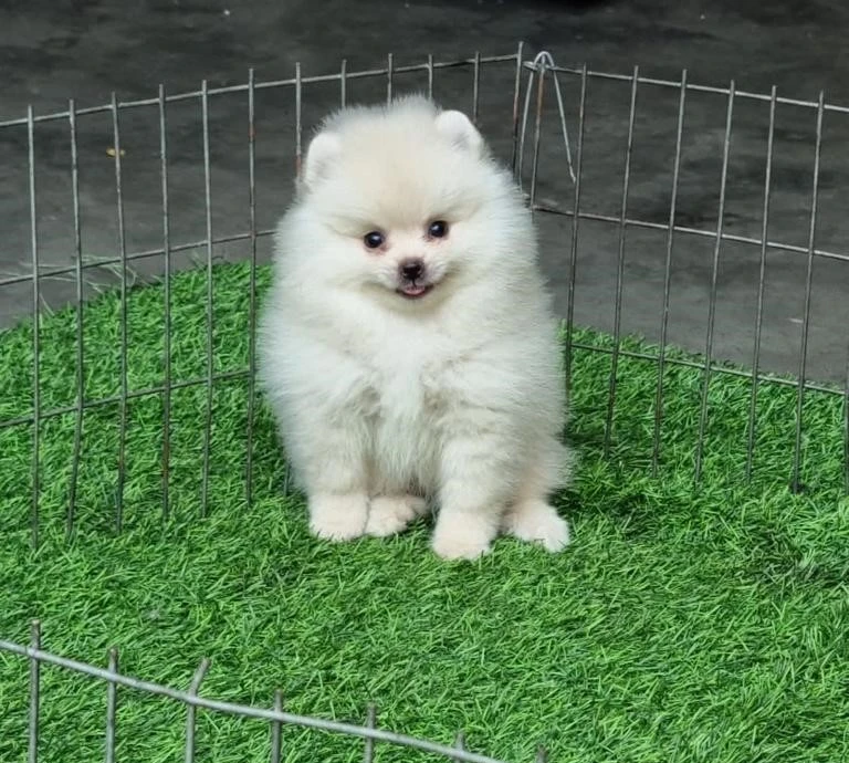 What Red Flags to Avoid When Searching for Local Pomeranian Breeders