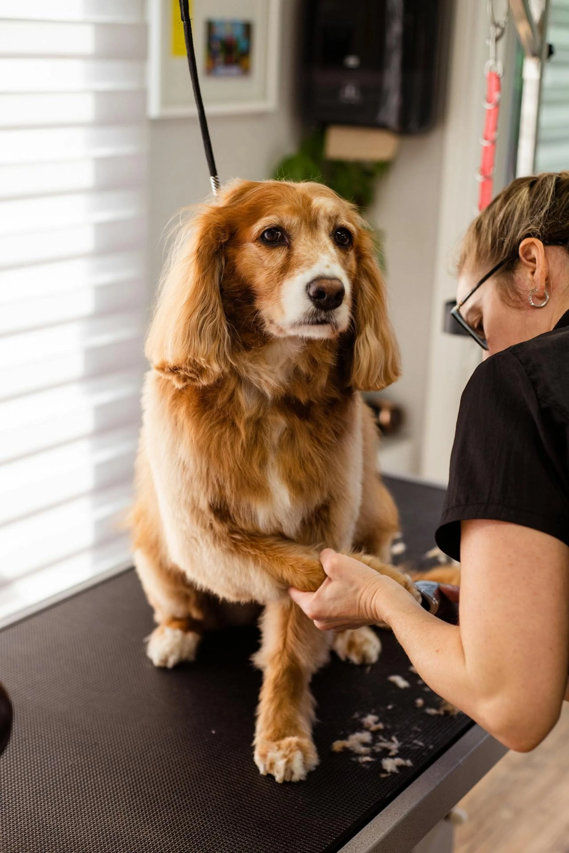 Why It's Important To Keep Your Dog Groomed 