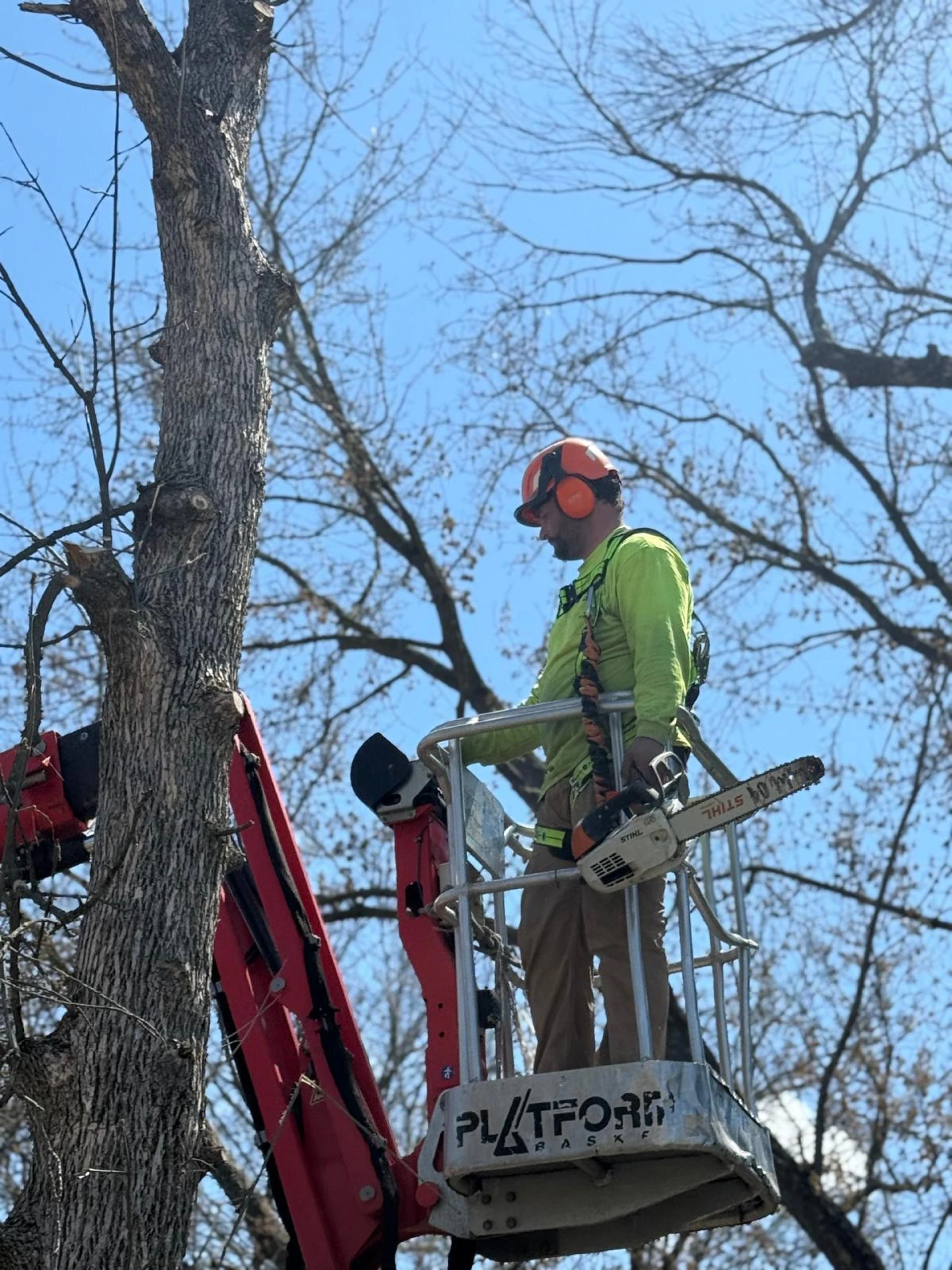 Top Signs a Tree on Your Property Needs Immediate Removal