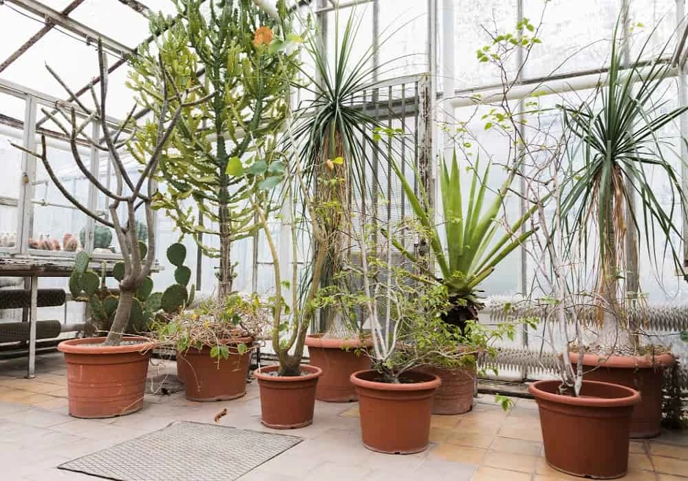 10 Smart Container Gardening Ideas for Small Spaces at Home