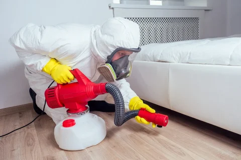 Proffesional Bed Bug Extermination Services In Dallas, TX