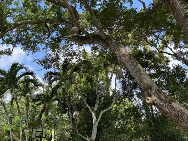 Why Old Yard Stumps Become a Problem in Miami Homes
