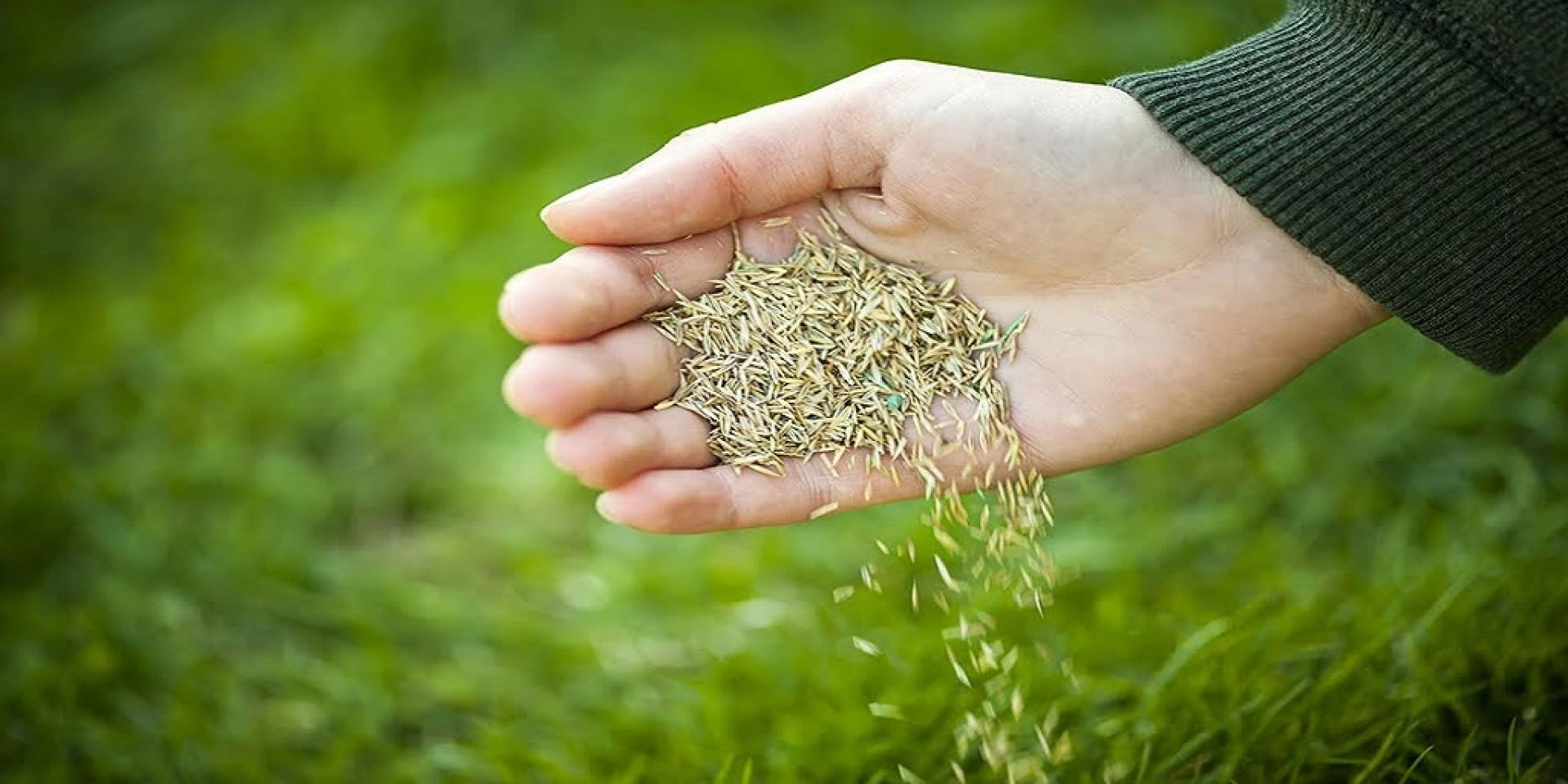 Keeping Your Turf Healthy and Green