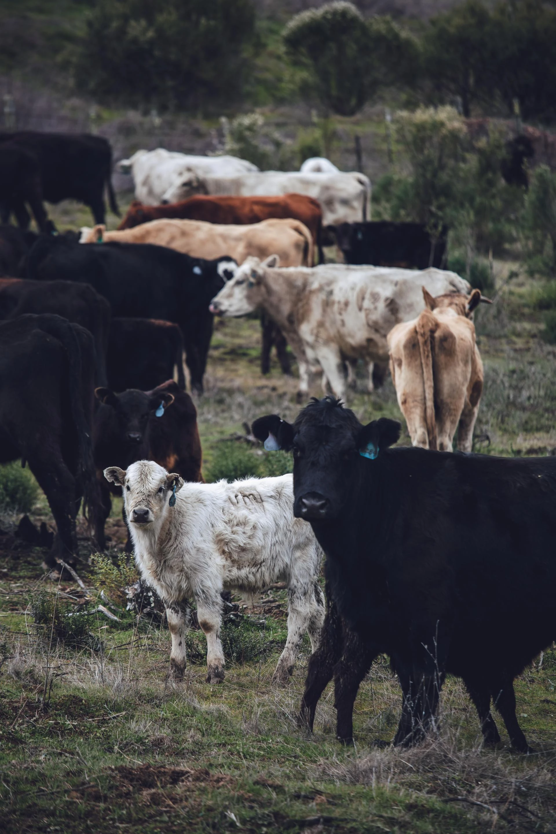 Can Gamma Oryzanol Improve Mobility in Livestock?