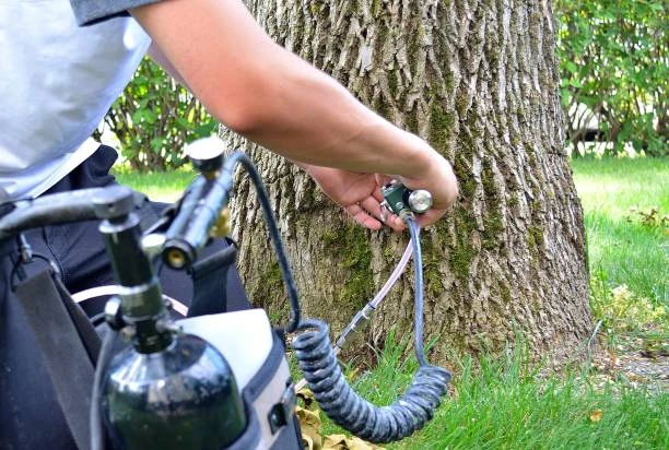 The Role of Arborists in Ash Tree Injection Treatments