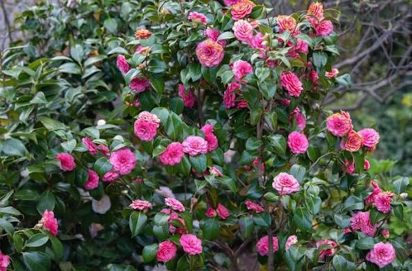 Camellia Plant Online: A Complete Guide to Buying Beautiful Camellia Plants