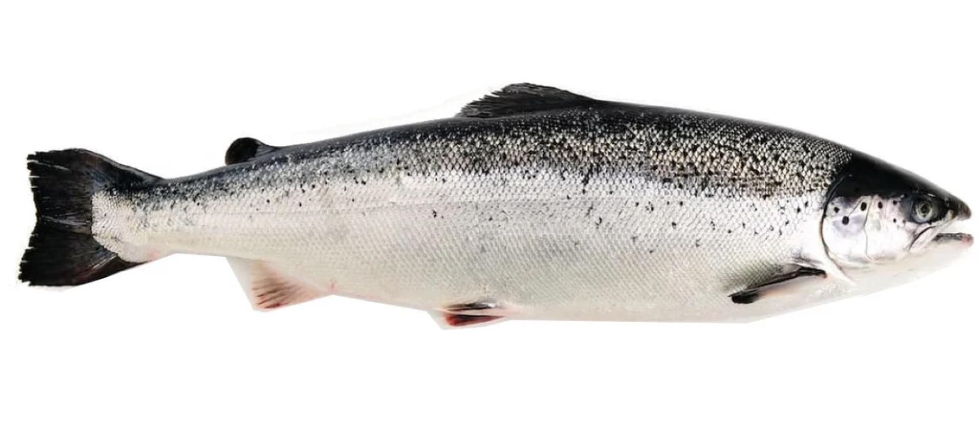 Norwegian Salmon Fish: Choosing Online Delivery