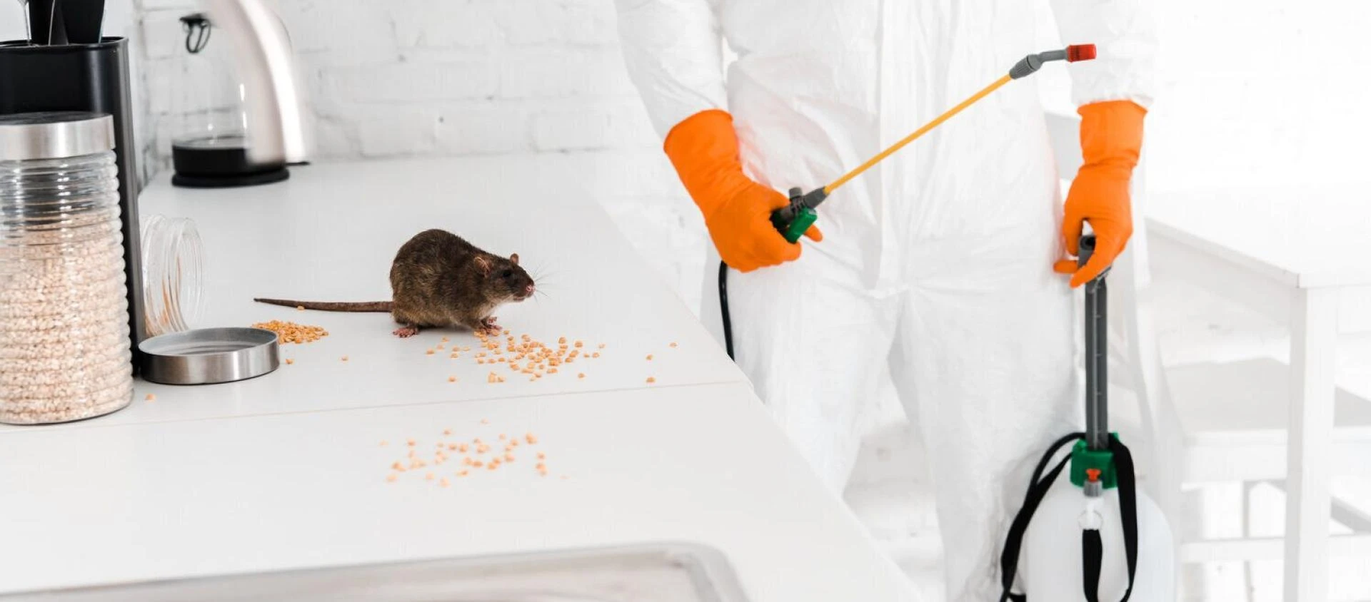 Why Rats Hide Inside Your House and How to Stop Them