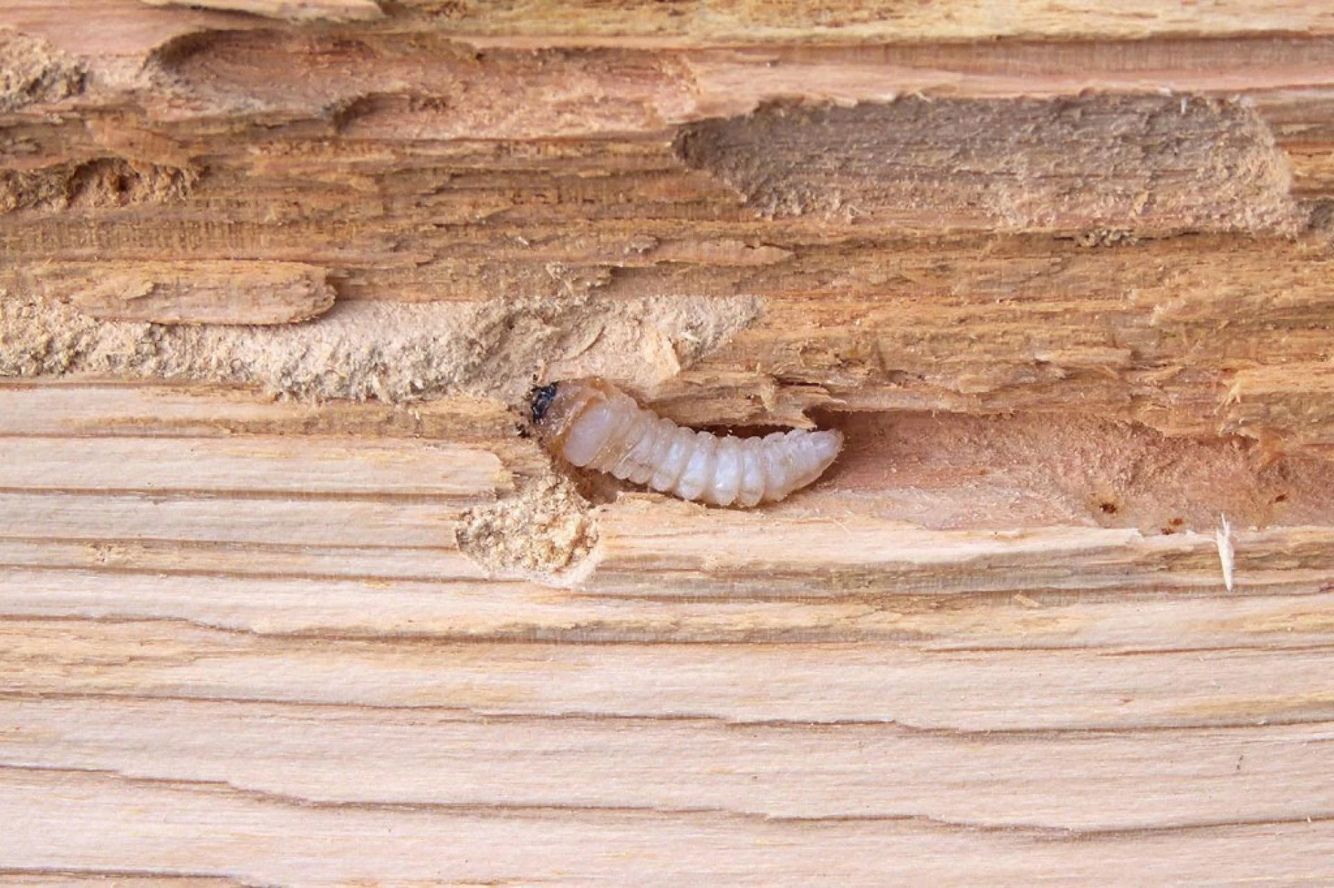 Wood Borer Infestation? Here’s the Best Control Solution