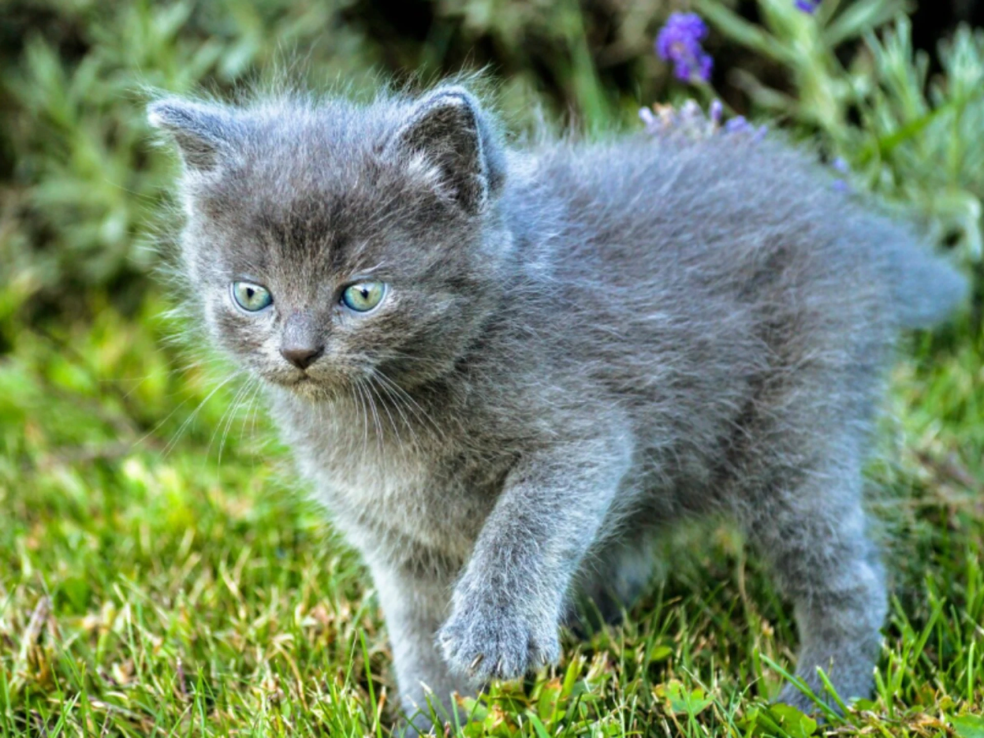 Why TICA and CFA Registration Matters When Buying Siberian Kittens
