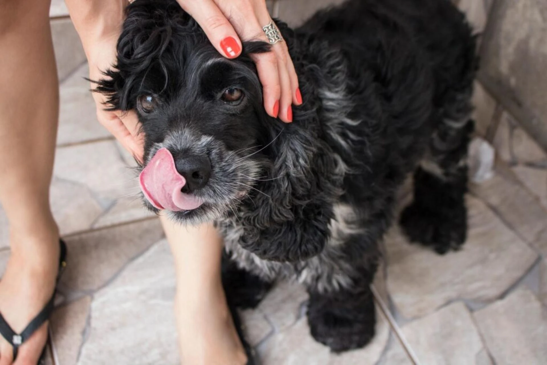 Long Term Dog Boarding for Digital Nomads and Remote Workers