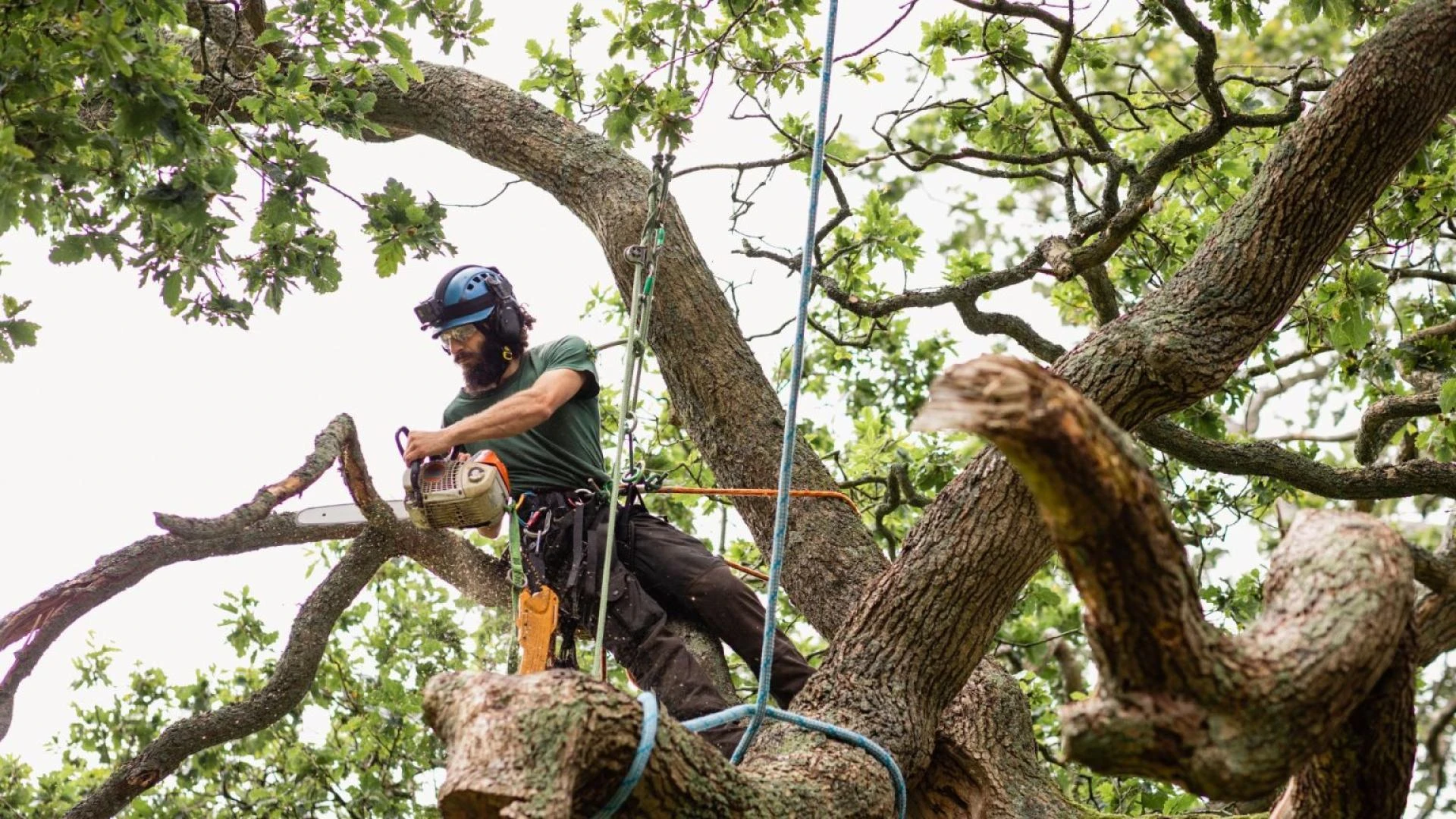 Why Tree Trimming, Tree Removal, and Tree Pruning Are Essential for Property Safety and Beauty