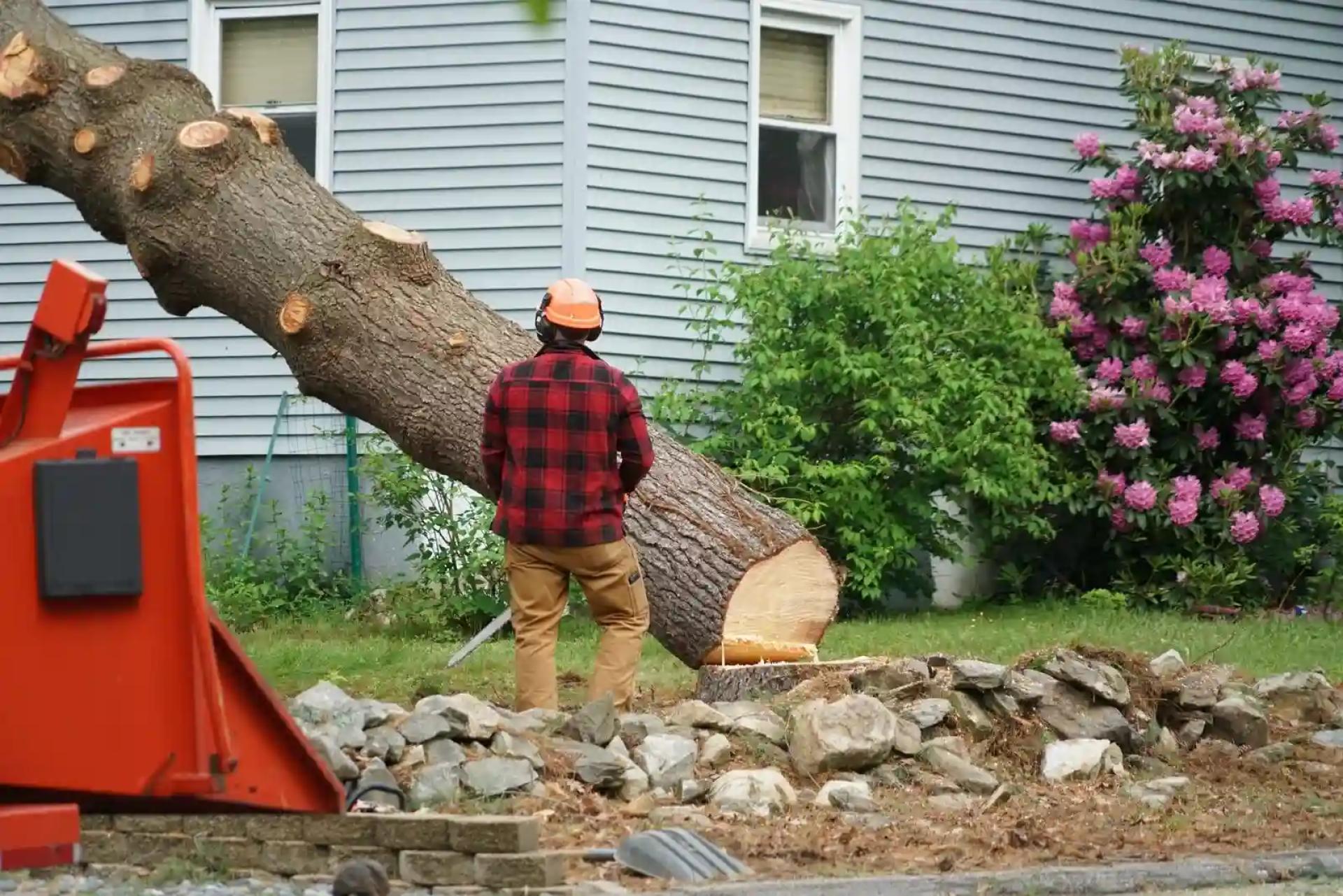 Professional Tree Surgeons in Hull: Ensuring the Health of Your Trees